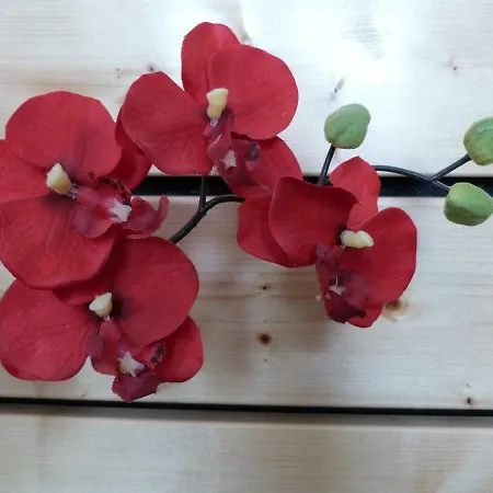 L'orchidee Selestat